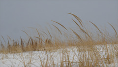 Grasses at the Top