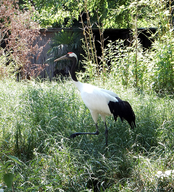 Mandschurenkranich   (Grus japonensis) ©UdoSm