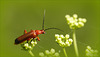 Rhagonycha fulva