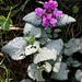 Lamium (2)