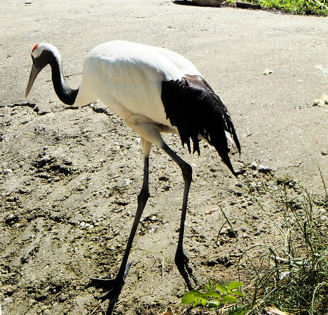 Mandschurenkranich   (Grus japonensis) ©UdoSm