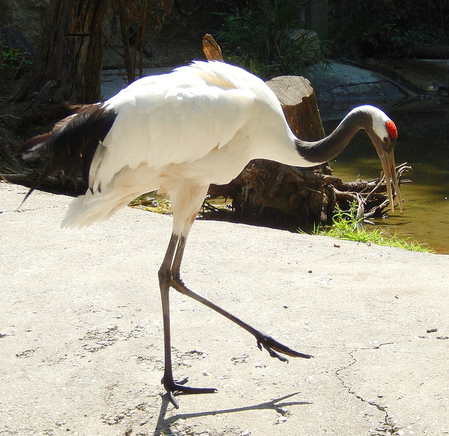 Mandschurenkranich   (Grus japonensis) ©UdoSm