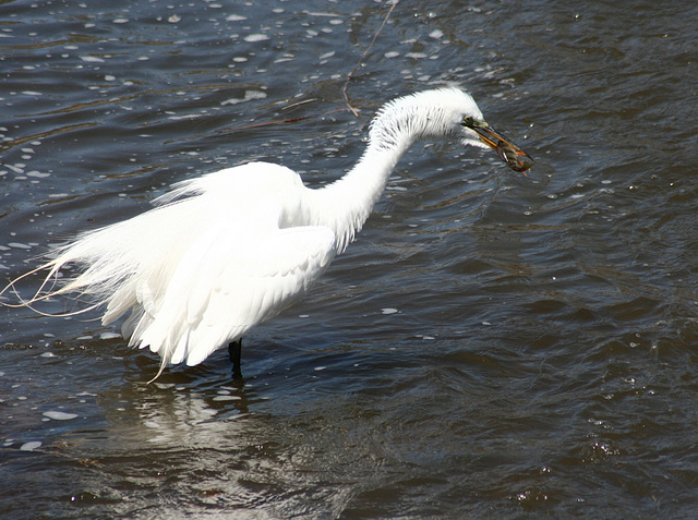 grande aigrette/great egret