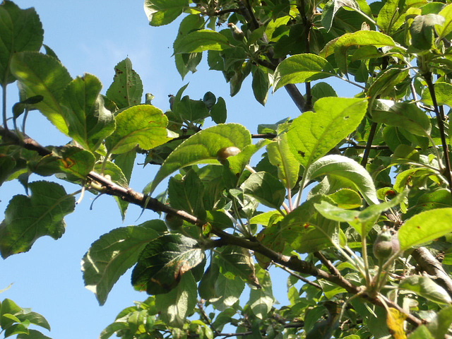 New apples are starting to form