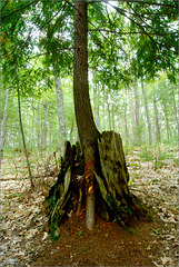 A Tree in a Stump