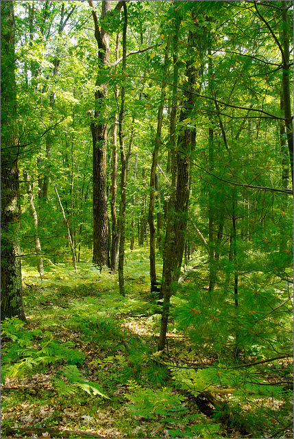 On the North Country Trail