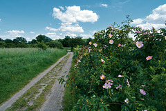 feldweg-1180888-co-25-05-14