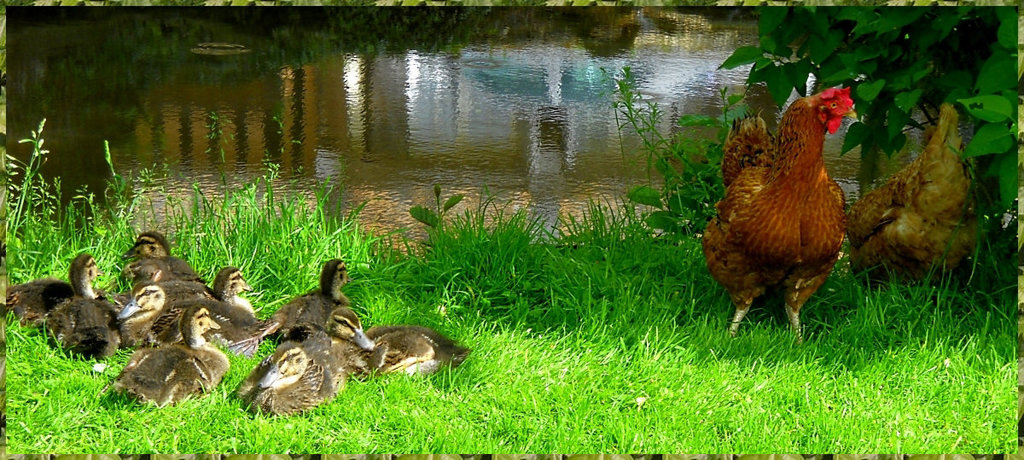 Les poules ne font pas de canards...