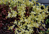 Sedum acre album (2)