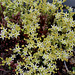 Sedum acre album (2)