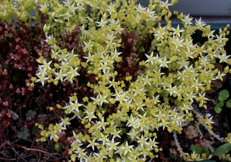 Sedum acre album (2)