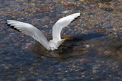 IMG 7866 dpp IMG 7866 dpp