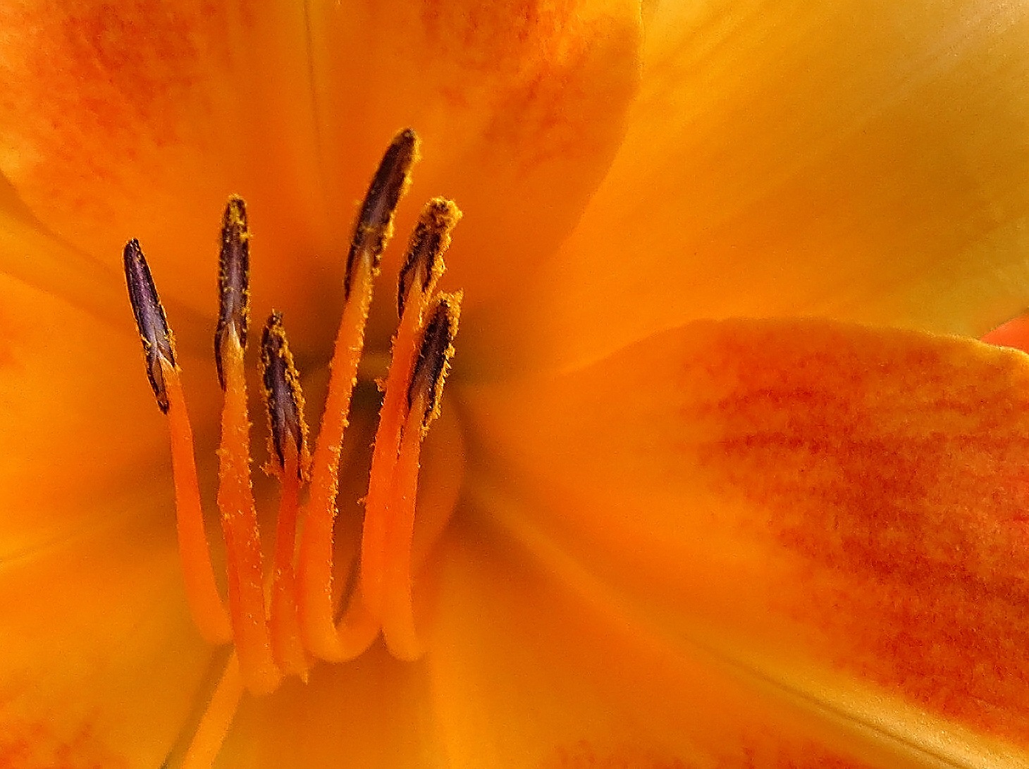 Orange Daylily