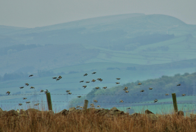 Golden Plover