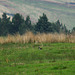 Lapwing and one of 3 chicks seen