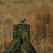 Tree Pipit