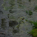 Grey Wagtail