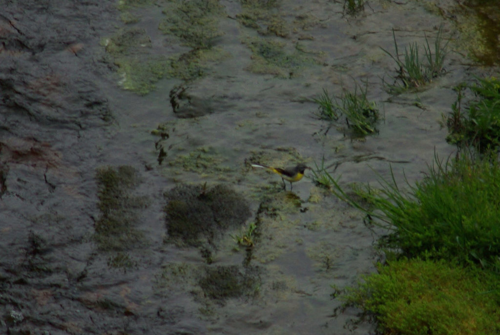 Grey Wagtail