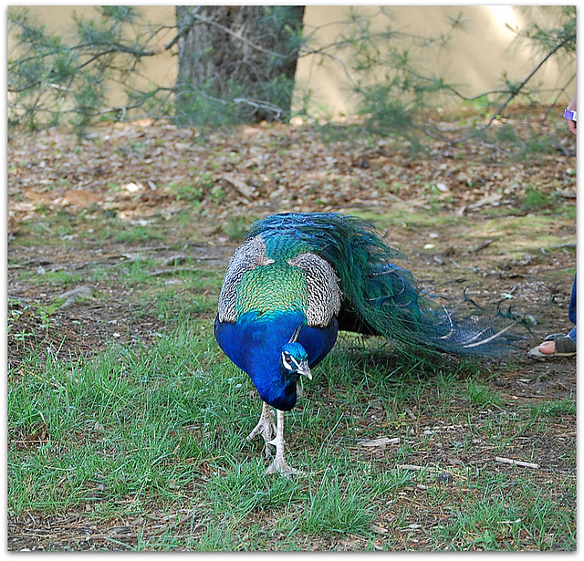 Peacock