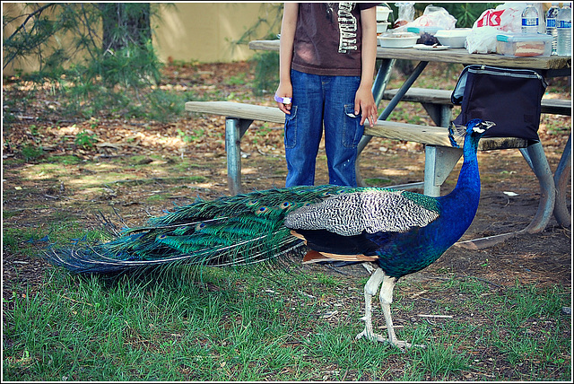 Peacock