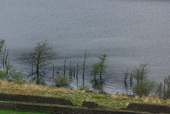 Water trees