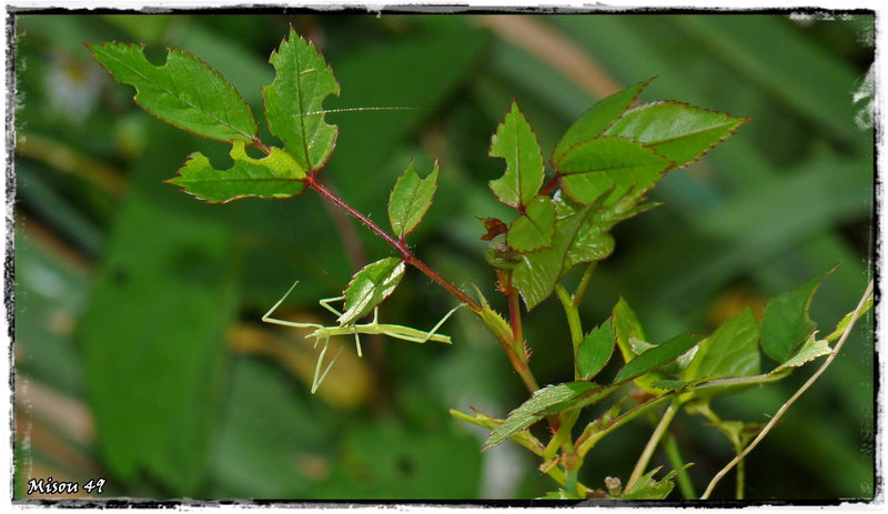 MON JARDIN