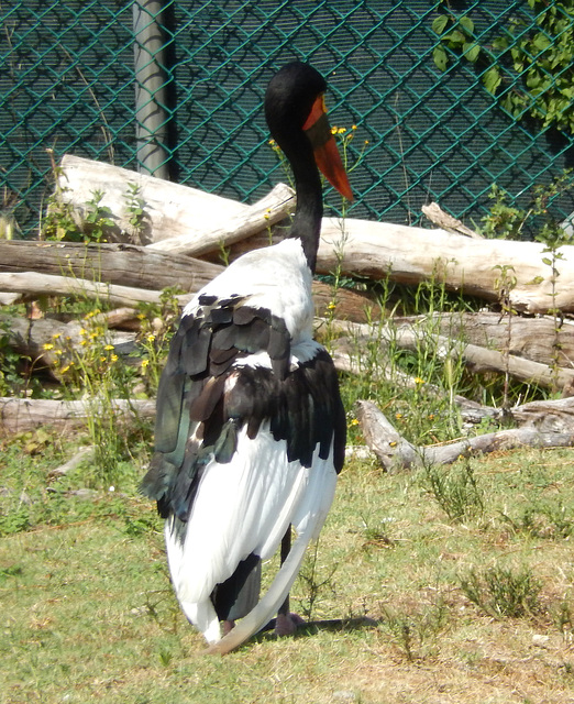 Sattelstorch (Ephippiorhynchus senegalensis) ©UdoSm