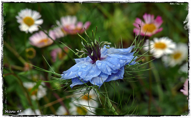 MON JARDIN