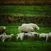 Sheep on new grass