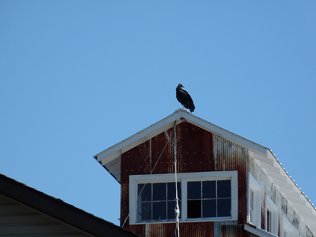 vulture