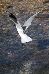 IMG 7872 dpp IMG 7872 dpp