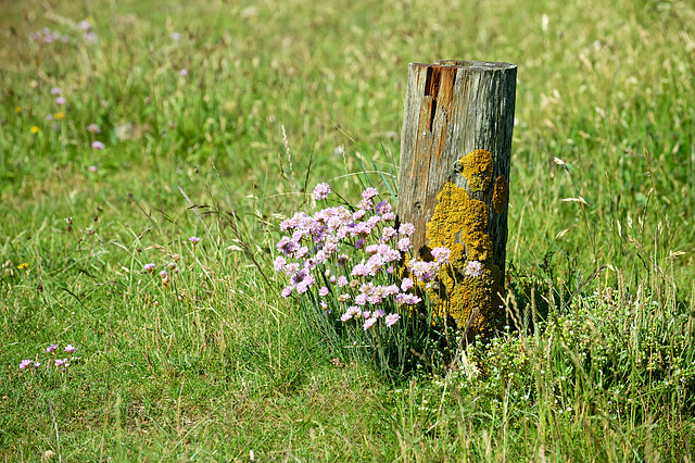 Thrift with Lichen