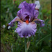 Iris Glory Bound (3)