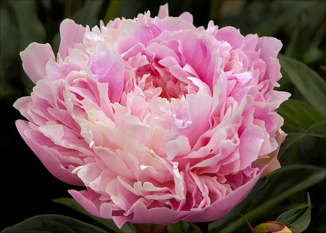 Peony 09