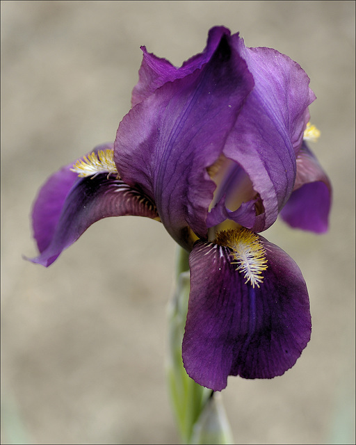 Iris 07