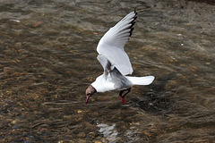 IMG 7881 dpp IMG 7881 dpp