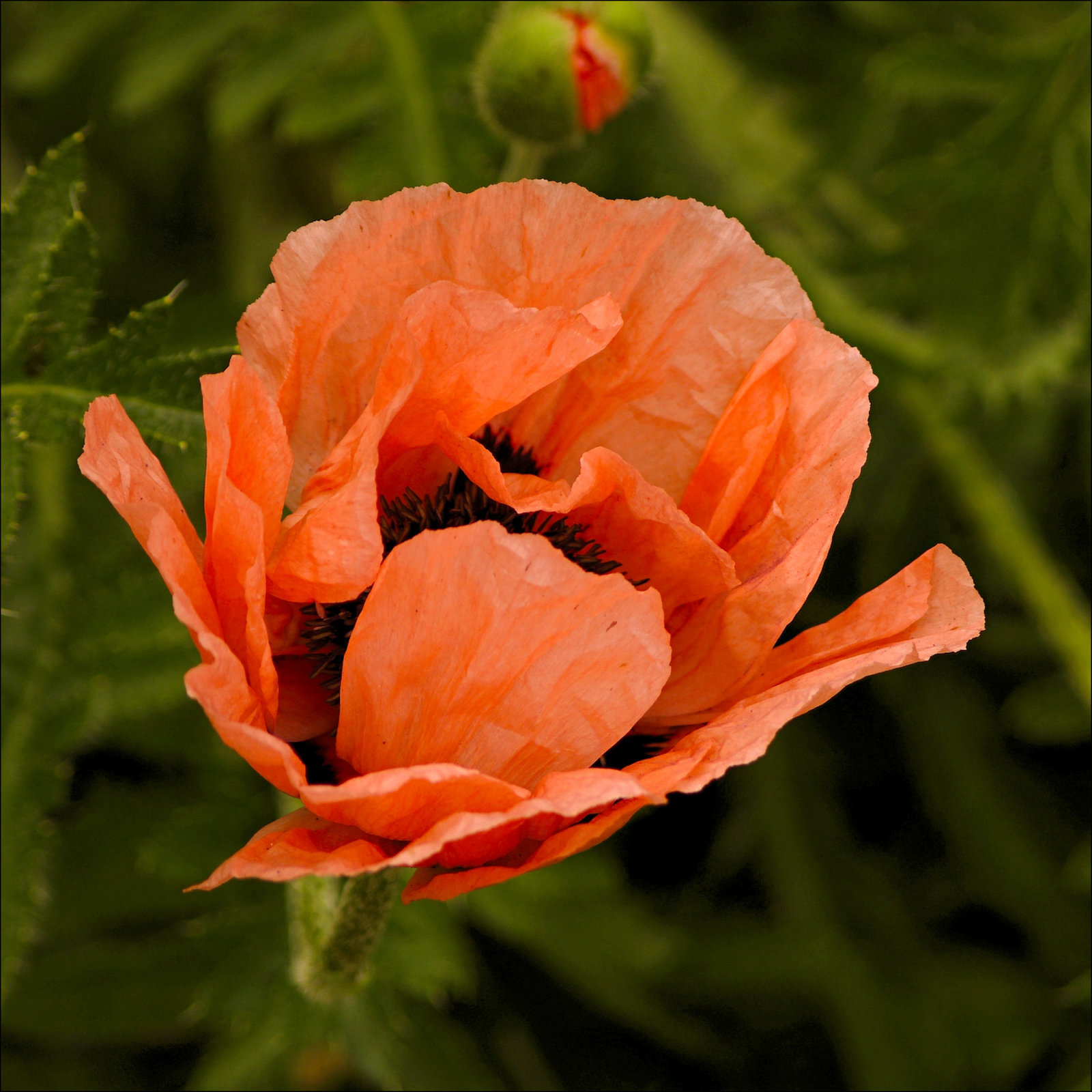 Poppy 03