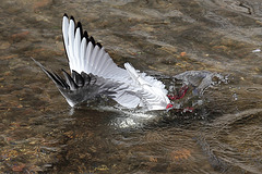 IMG 7892 dpp IMG 7892 dpp