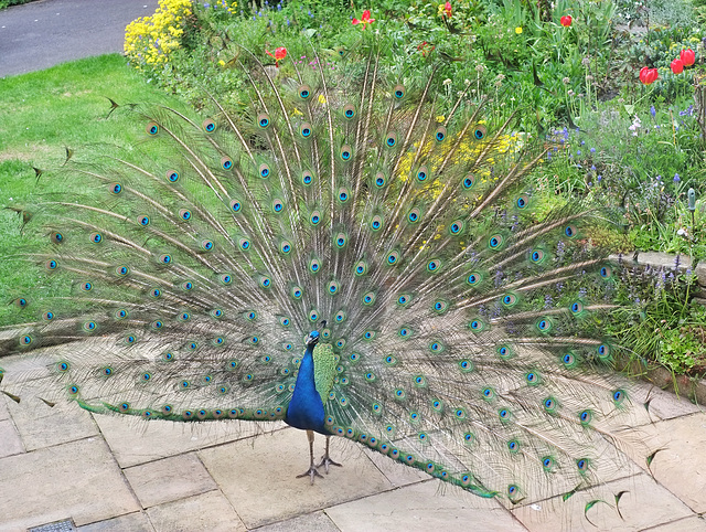 Peacock