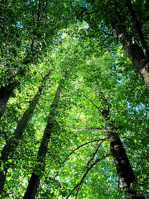 Foliage