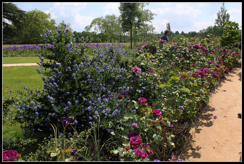 Massif avec Ceanothes et Roses 'Minerva '