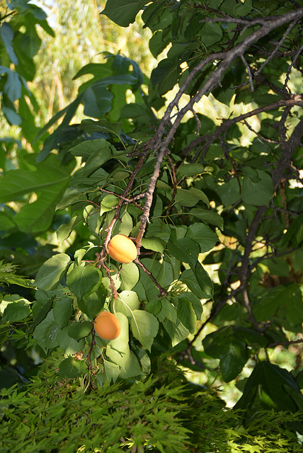 poids des abricots