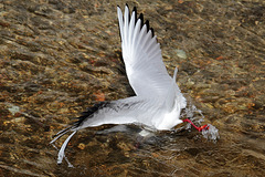 IMG 7900 dpp IMG 7900 dpp