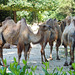 Trampeltier (Camelus ferus).  ©UdoSm