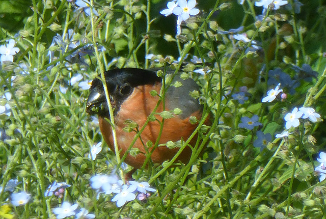 Male Bullfinch