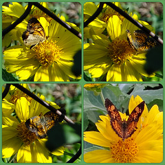 Silvery Checkerspot (Chlosyne nycteis) butterfly Collage