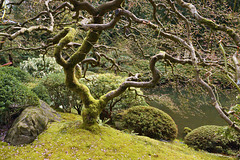 Svengali – Japanese Garden, Portland, Oregon