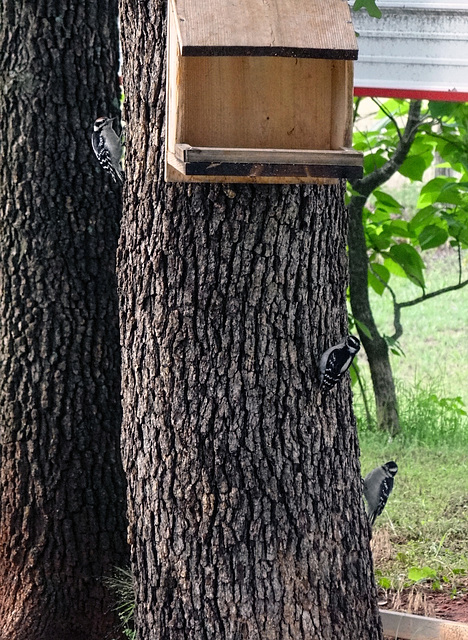 Hairy Woodpecker Papa far left & Mama in centre & Baby (f) on the right