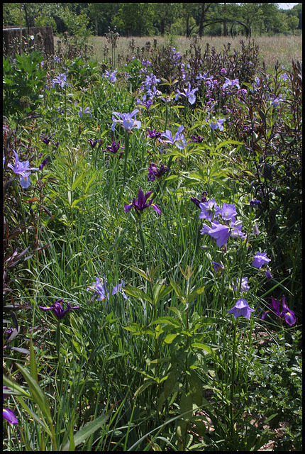 Massif bleu