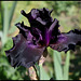 Iris sombre - Superstition ??